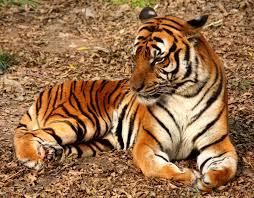 All species of tigers are not endangered.  True or False 