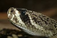 Eastern Diamondback Rattle Snake (found on the south eastern coast of the U.S.)