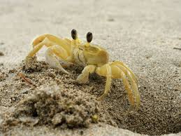 You can often spot ghost crabs and the holes that lead to their burrows in the dunes! 