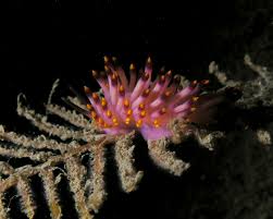 nudibranch2