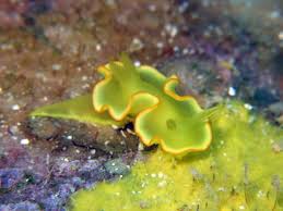 nudibranch3