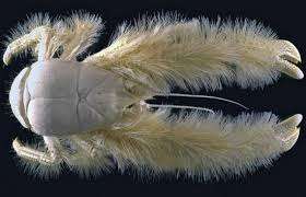 This a yeti crab! Yep- it's legs are hairy!