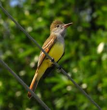 great crested flycatcher