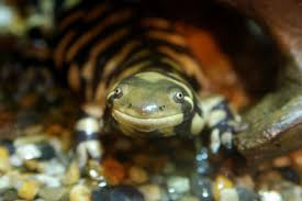 tiger salamander2