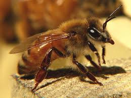 bee