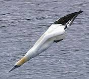 cape gannet
