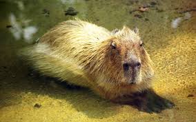 capybara