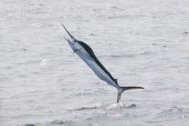 sailfish