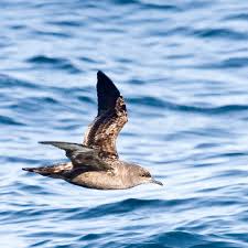 sooty shearwater