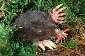 star nosed mole