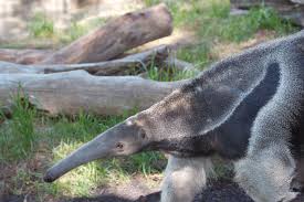 anteater2