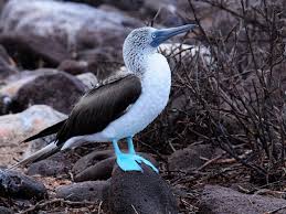 blue-footed2