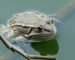 frog