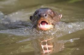 giant-otter