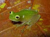 glass-frog