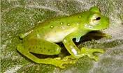 glass-frog2