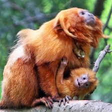 golden-lion-tamarin2