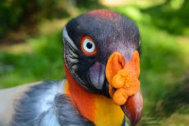 king-vulture2