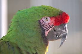 military-macaw