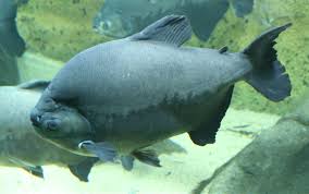 pacu3