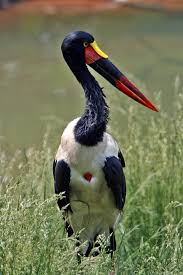 stork3