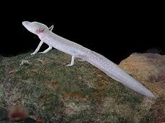 cave-salamander