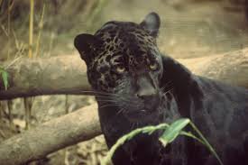 Black cats have been associated with witches and evil, but the black jaguar just has a color mutation called melanism- where their fur has more color than usual. 