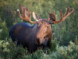 moose