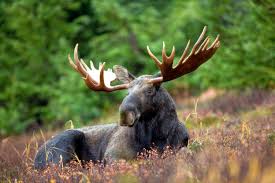 moose3