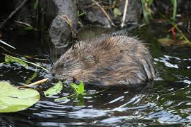 muskrat