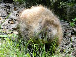 muskrat2