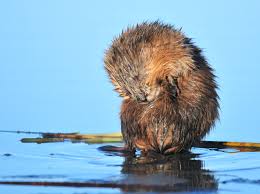 muskrat3