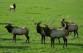 r-elk3