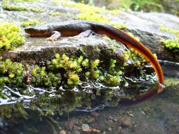 rough-skinned-newt