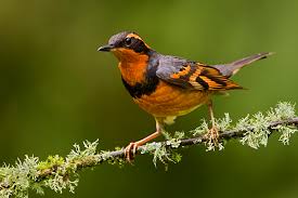 varied-thrush