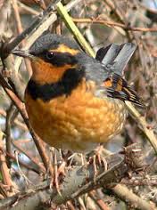 varied-thrush2