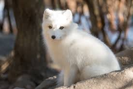 arctic-fox