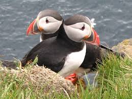 puffin2