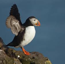 puffin3