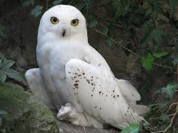 snowy-owl