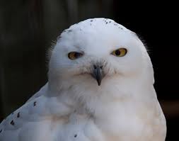 snowy-owl2