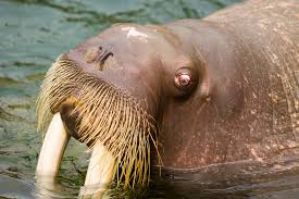 walrus