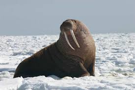 walrus2