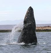 grey-whale3