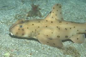 horn-shark