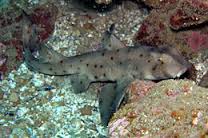 horn-shark3