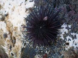 purple-sea-urchin