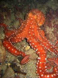 red-octopus