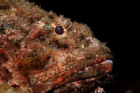 scorpionfish3