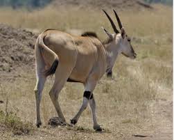 common-eland2